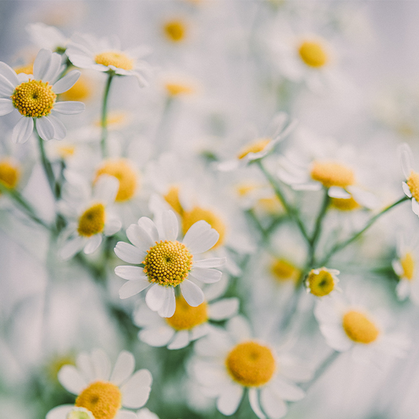 Seekamille in der Kosmetik