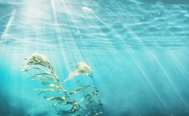 DALTON Draintech 300