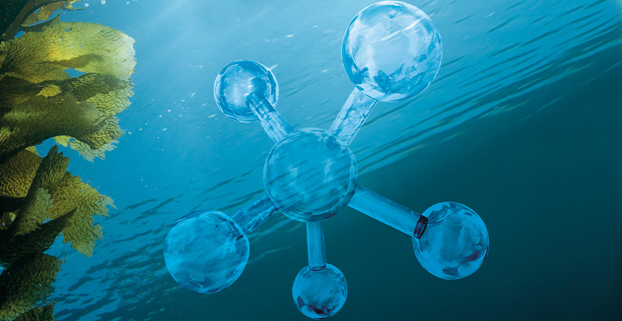 Celumer Meeresextrakt