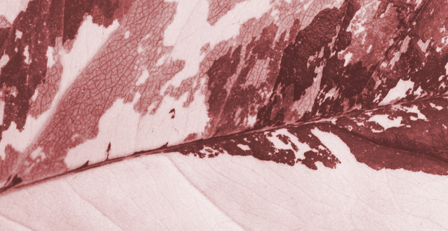 Melasma - Flecken in der Schwangerschaft