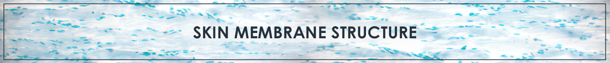 Skin Membrane Structure