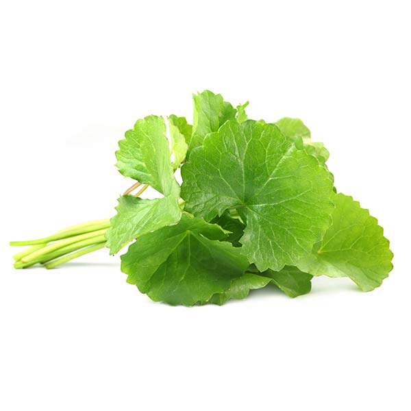 asiatischer wassernabel