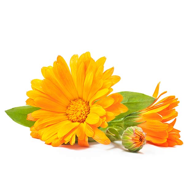 calendulaextrakt
