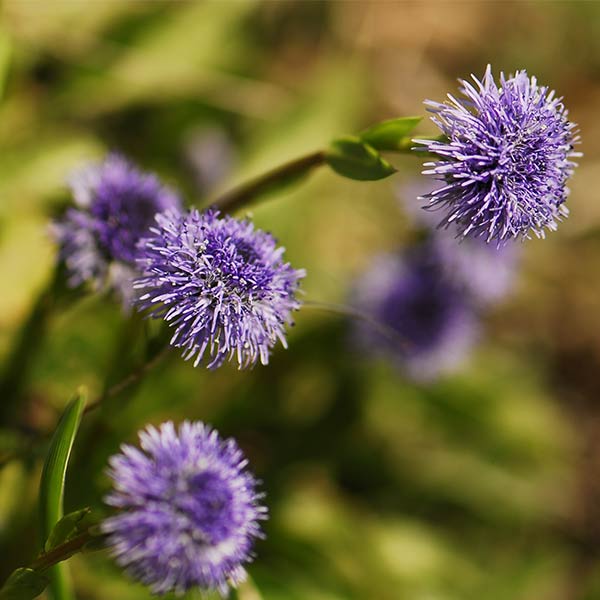 HerzblÃ¤ttrige Alpenkugelblume