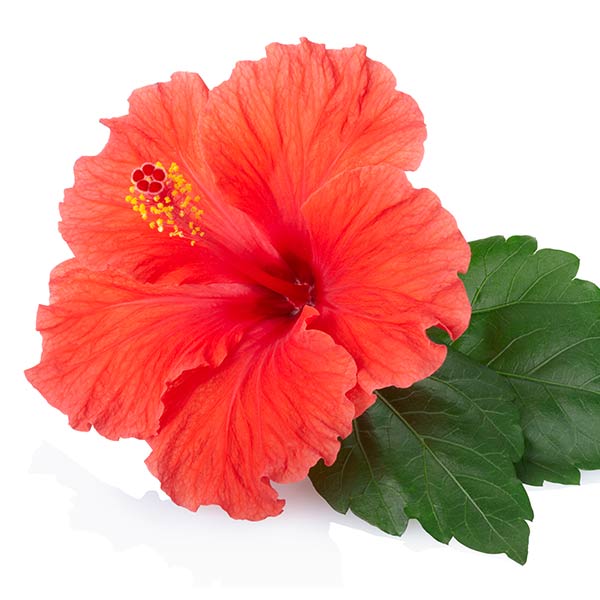 hibiskusextrakt