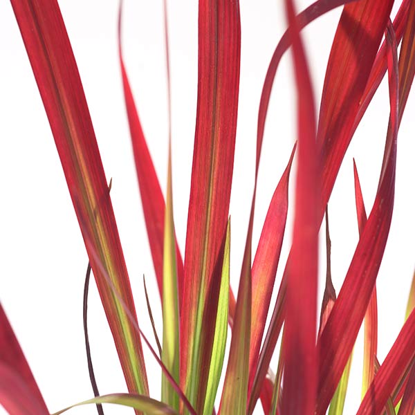 japanisches blutgras