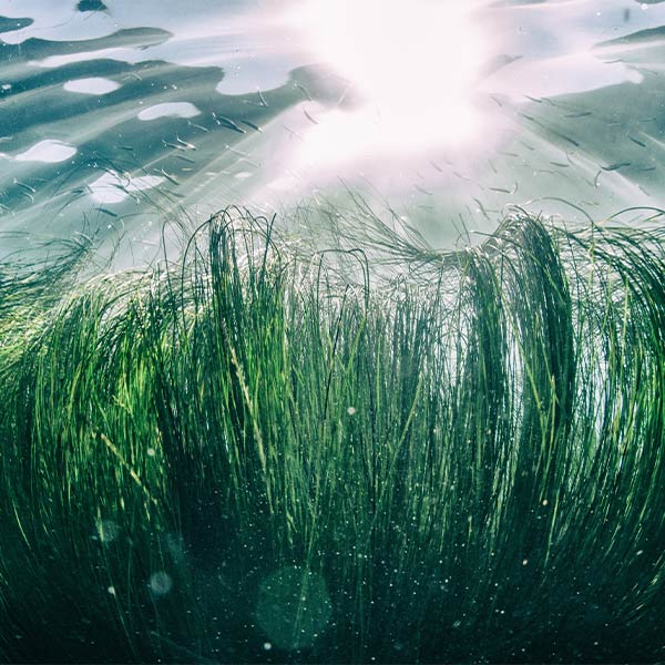 Seegras Wirkung in der Kosmetik