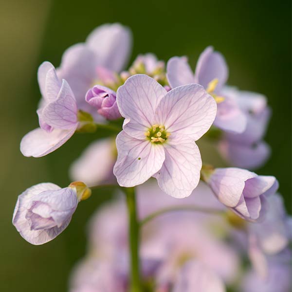 Wiesenschaumkraut Ã–l in der Kosmetik gegen trockene Haut