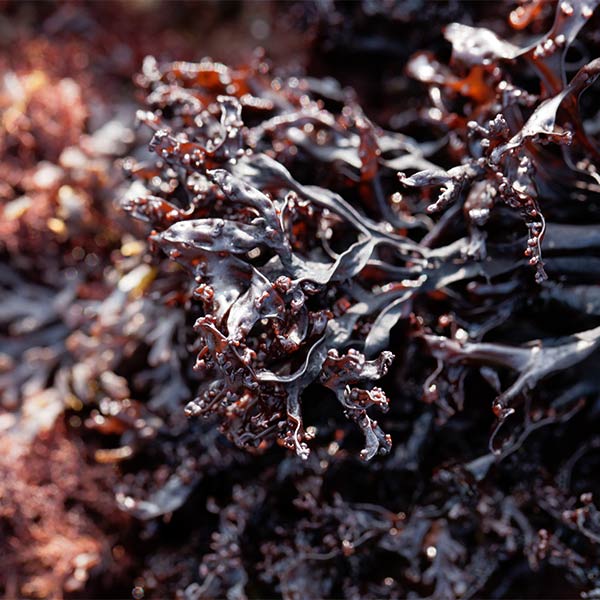 Algen zum Schutz vor Urban Pollution