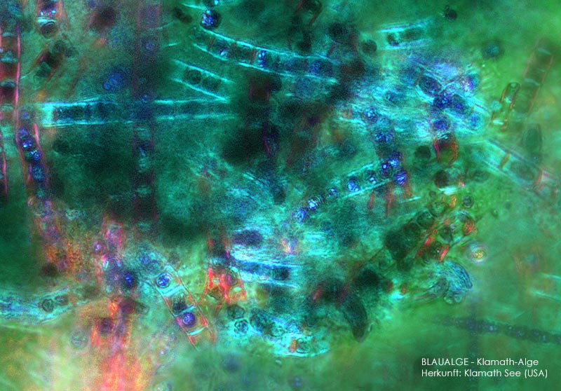 Wirkstoff Blaualge 