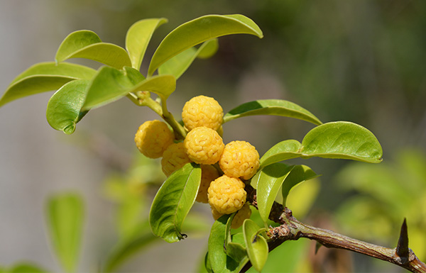 Wirkstoff fÃ¼r reine Haut und eine optimal versorgte Hautflora