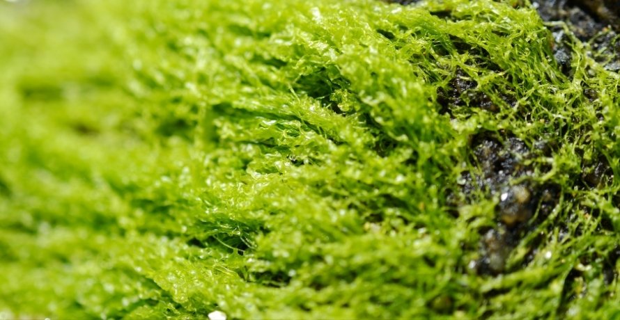 Grünalgen in der Kosmetik